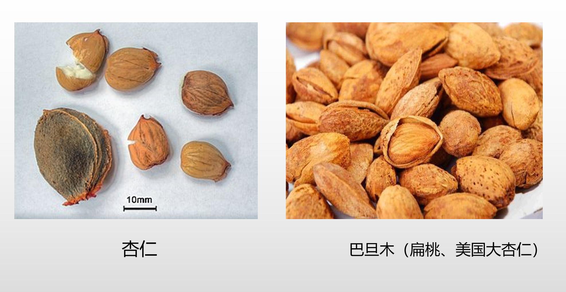 为什么把巴旦木叫做美国大杏仁,为什么叫美国大杏仁