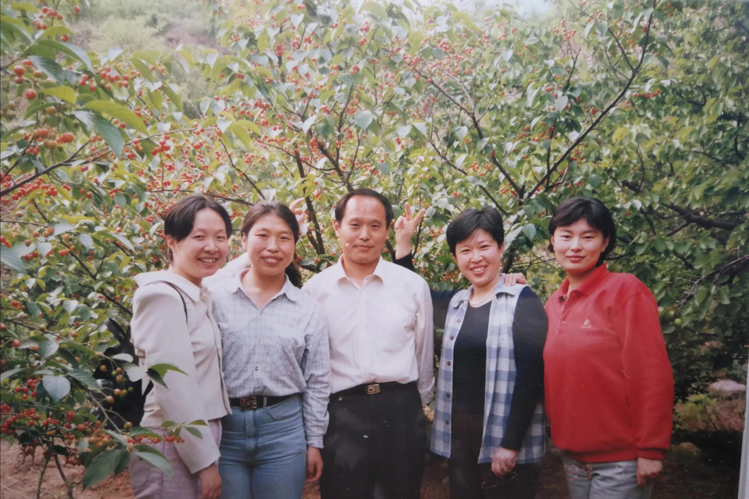 崂山的樱桃几月摘,崂山红樱桃与玛瑙红