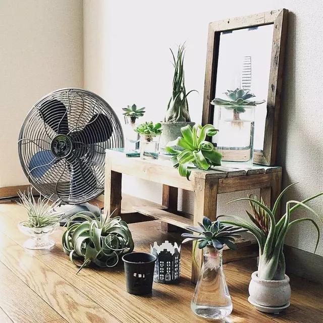 她用这种高颜值的干花装饰家里，隔壁邻居都惊叹不已