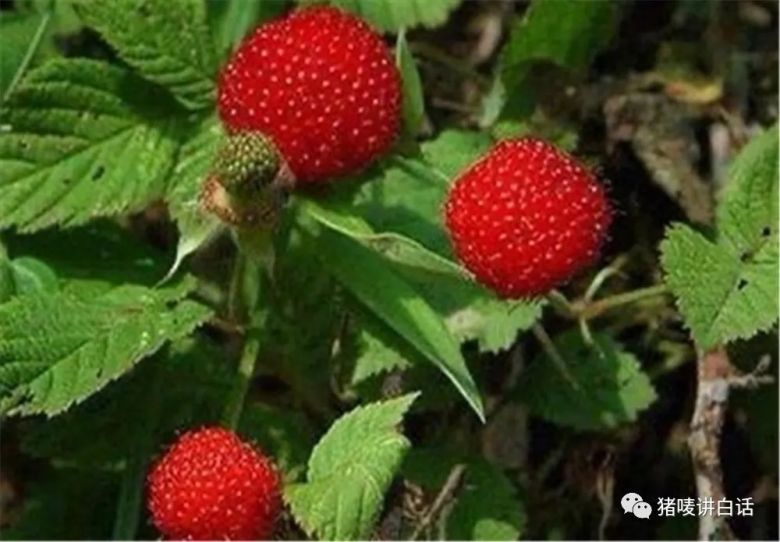 钦州童年回忆,钦州农村人童年的回忆