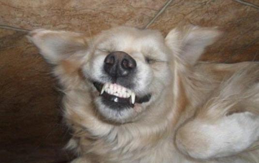 狗狗呲牙是表示它害怕吗,狗狗一打它就咧嘴呲牙很凶怎么办