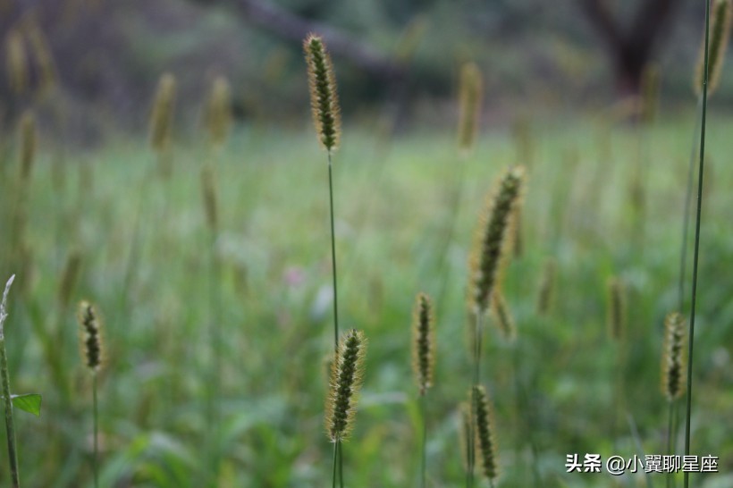 一言不合就火冒三丈，这些星座脾气太差，一般人治不住