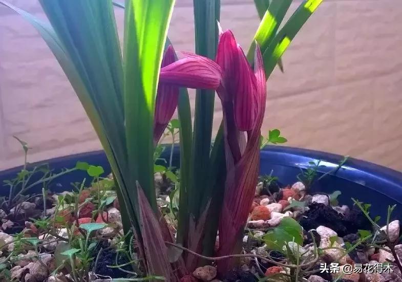 春兰春剑送春莲瓣兰蕙兰怎么分别,蕙兰春兰春剑莲瓣兰对光照的要求