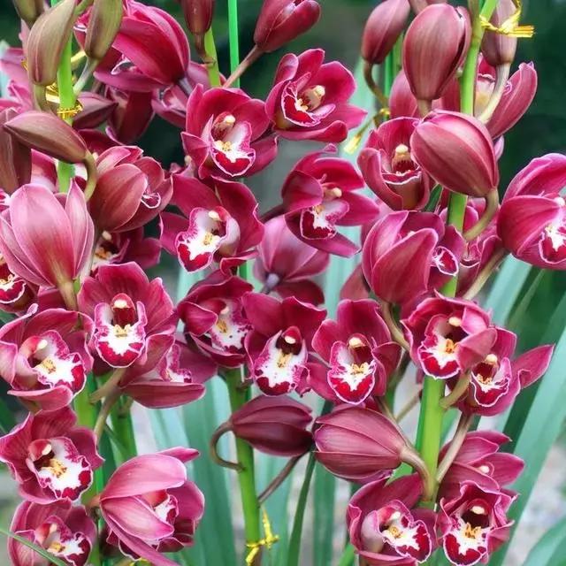 过年家里摆什么植物好,家里过年要摆几样水果