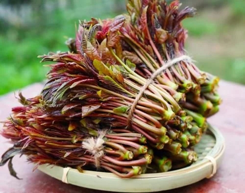 今日谷雨泡一杯谷雨茶,谷雨茶和香椿的区别