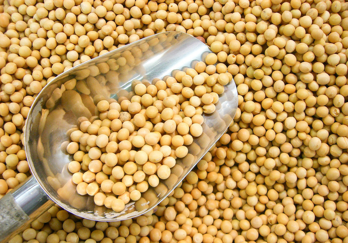 养鸡冷知识：大豆喂鸡有讲究，不小心就会要了鸡的命