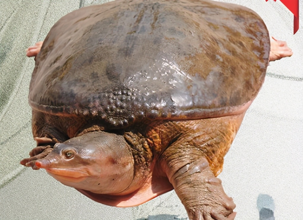 珍珠鳖在中国有天敌吗,珍珠鳖在美国泛滥了吗