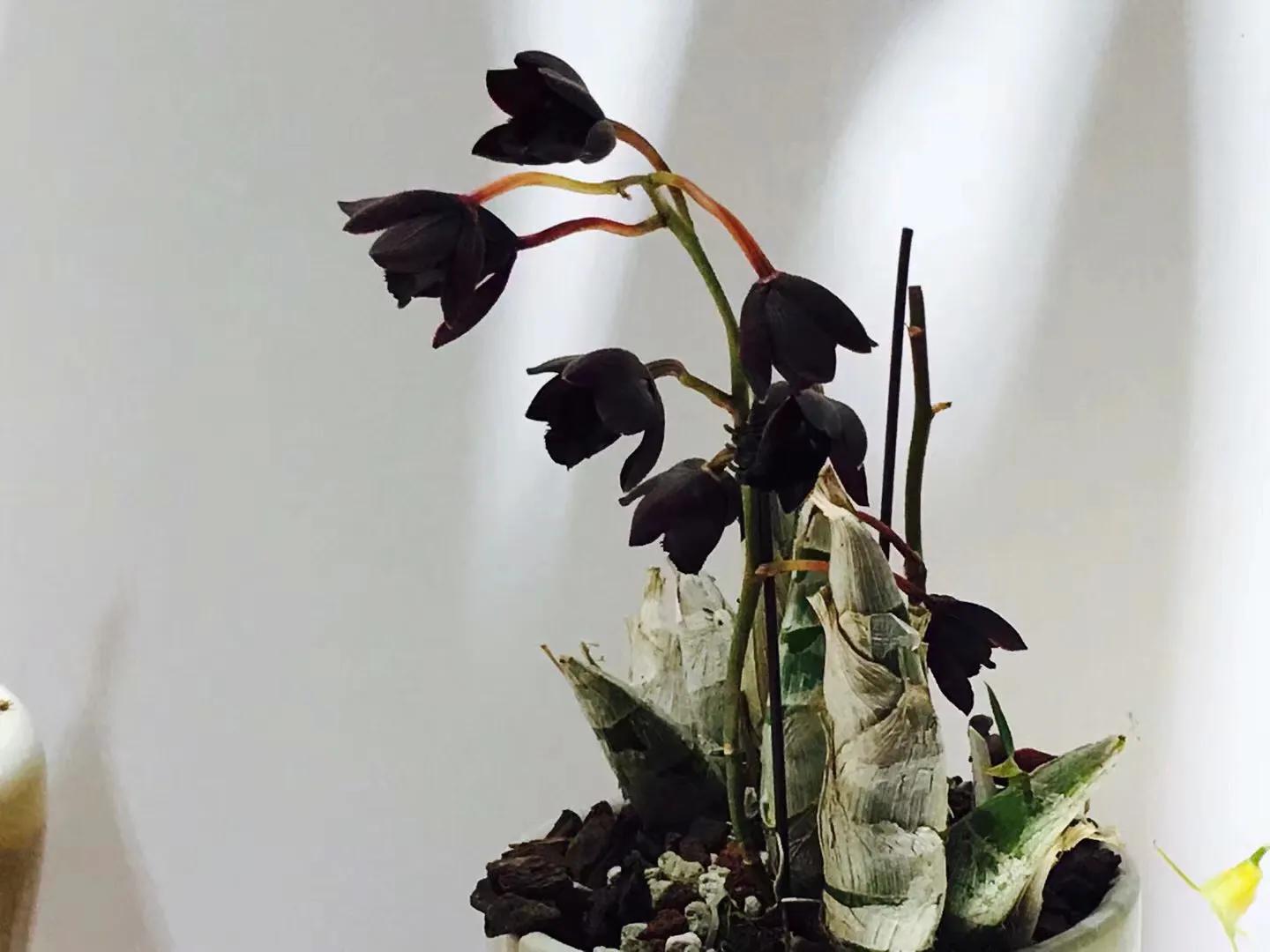 兰花最美的季节是冬季,北方冬季赏兰花