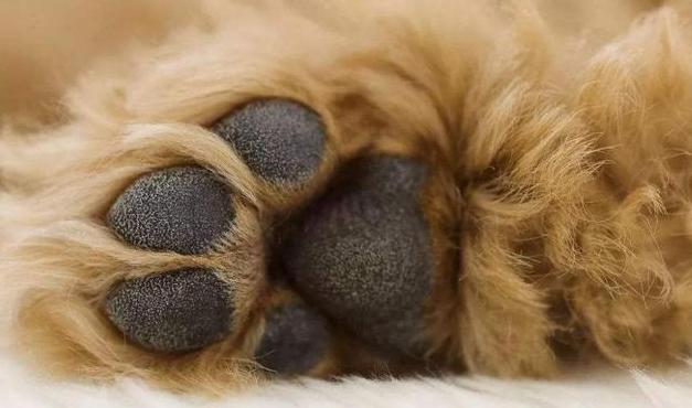 泰迪舔主人身体代表什么,泰迪犬舔毛怎么回事