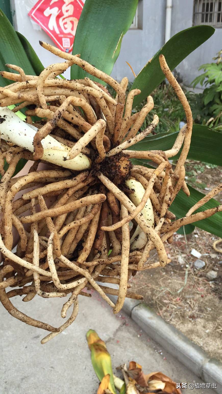 如何促进君子兰多分株,君子兰怎么分叶间苗