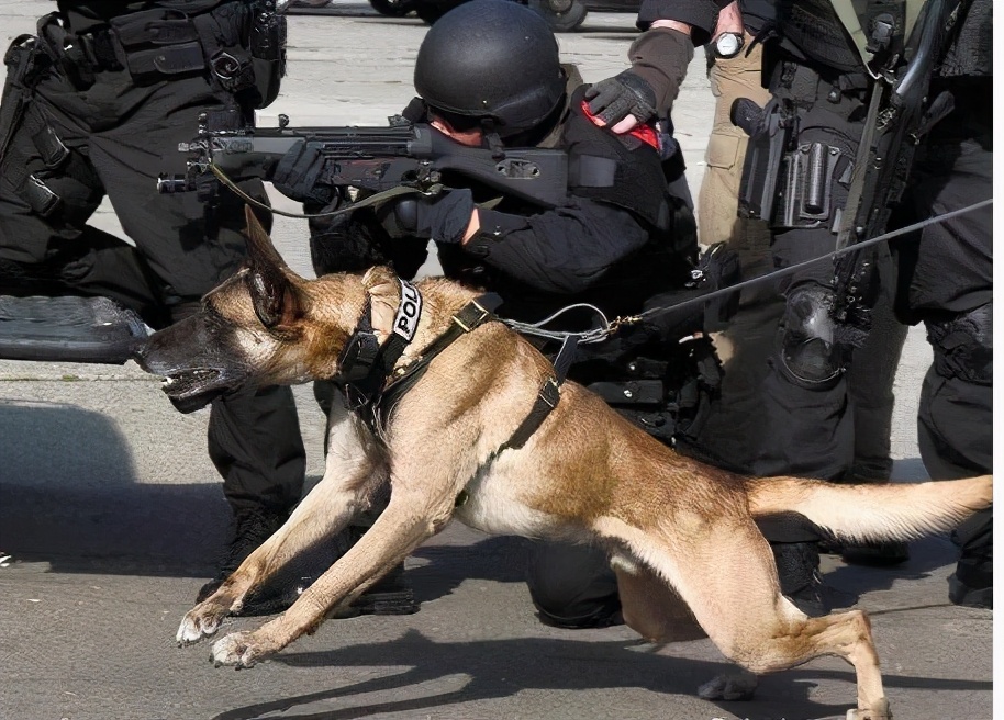 马犬有多厉害,马犬到底有多优秀