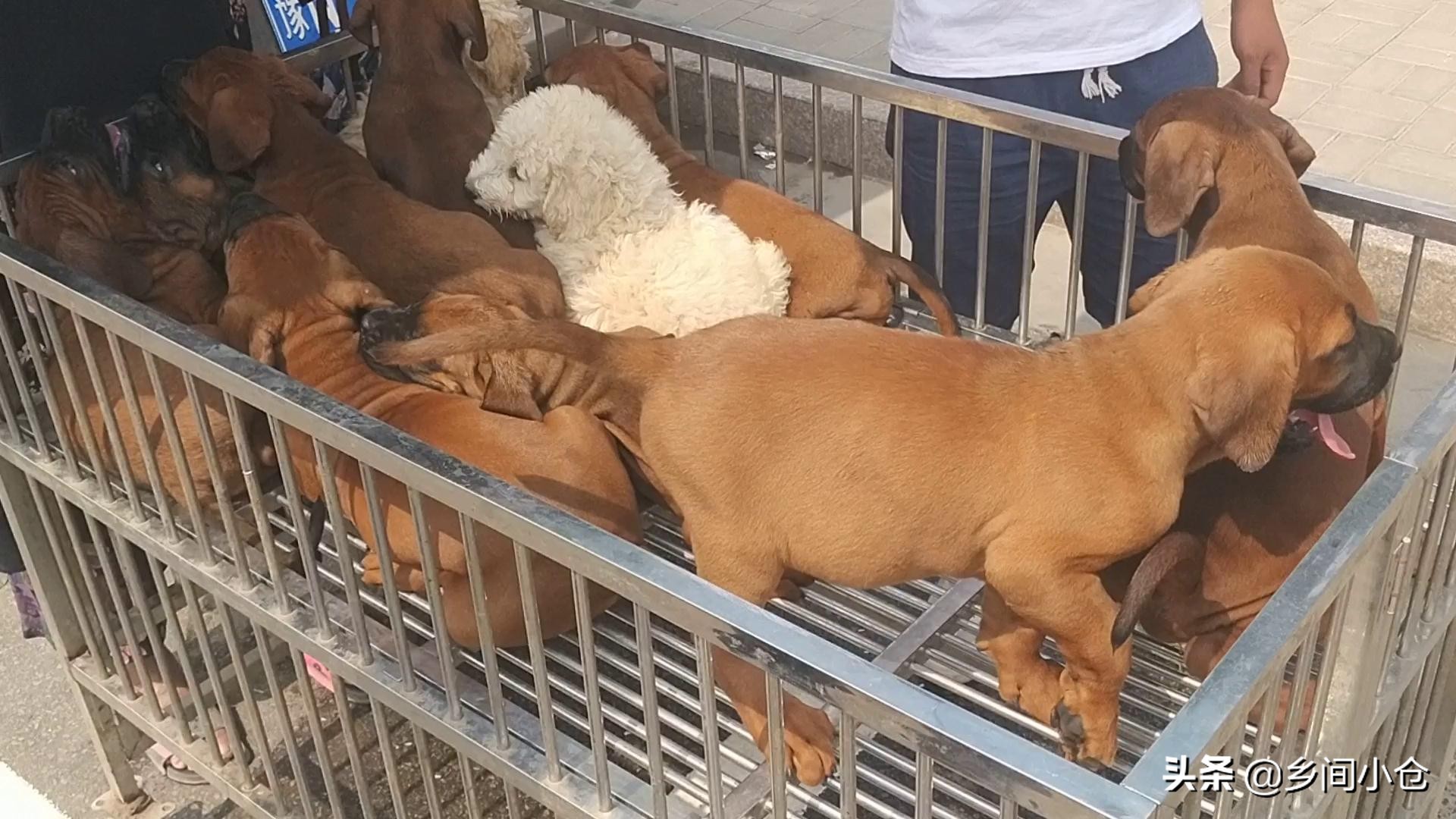 豫东最大狗市在哪里 (豫东南最大的狗市在哪里)