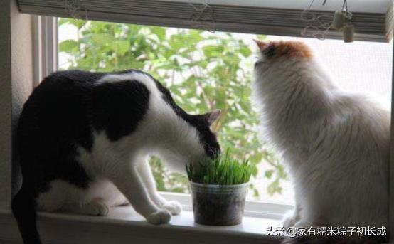 猫咪为何如此钟爱猫草,猫咪为什么喜欢吃猫猫草