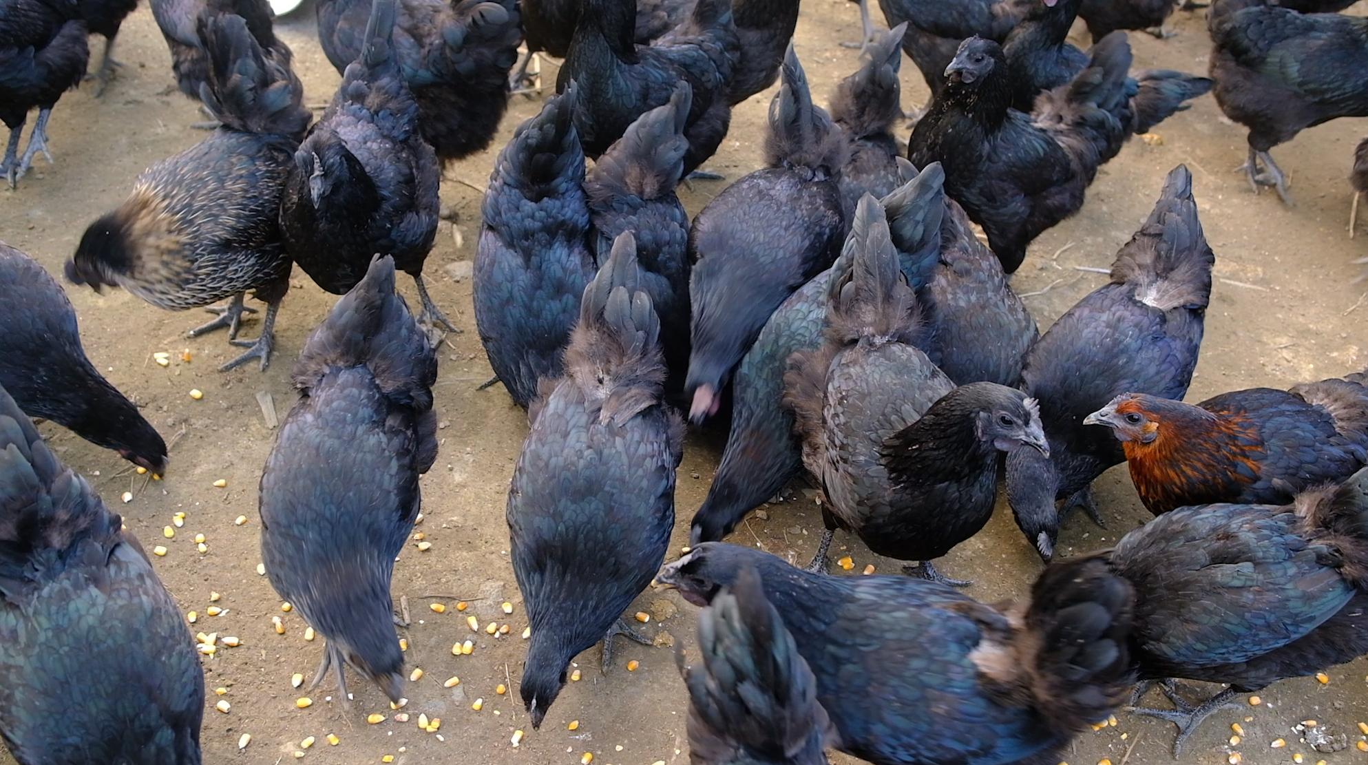 全身皮毛都是黑色的,长得像鸟一样的鸡,一年能卖8000多只