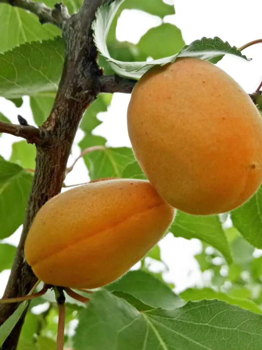 咏月诗词大全100首,咏月最著名十首诗