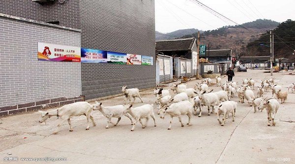 如何寻找商机抓住商机,农村有什么商机最有前景
