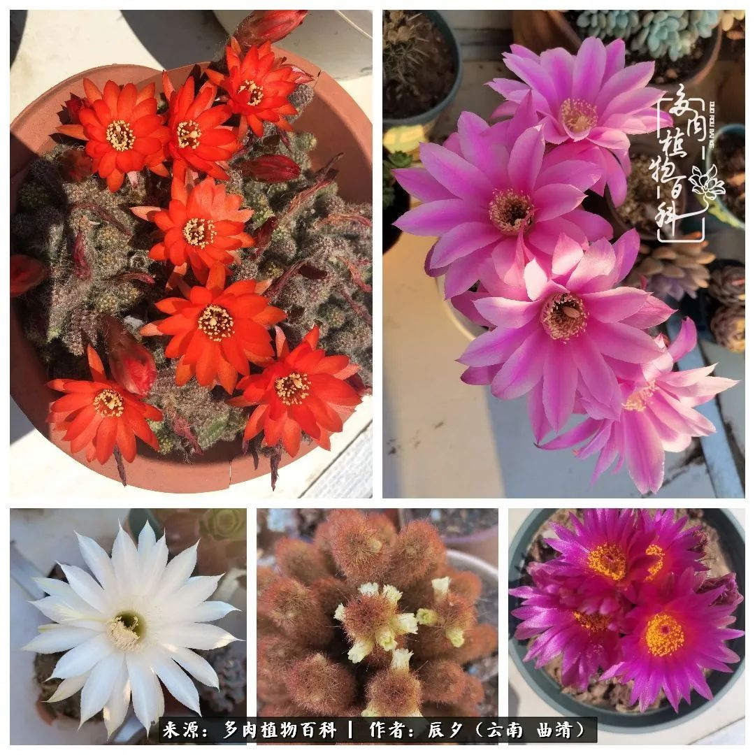 缂辩换鏃栨棊钁宠暏鐢熼,缂辩换鏃栨棊钁宠暏鐢熼鍑哄