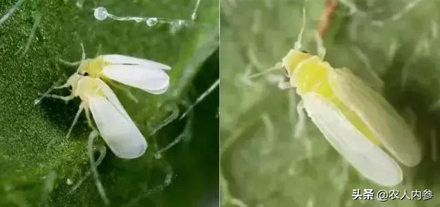 瓜类蔬菜主要病虫害识别与防治,瓜果蔬菜防虫害知识