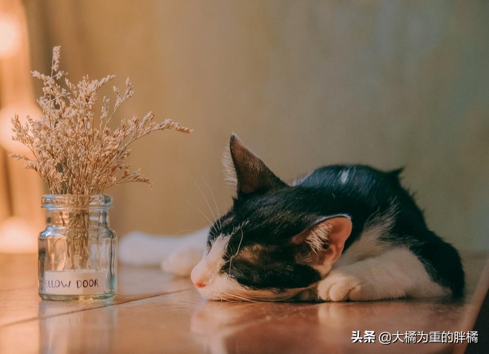 猫咪遇到危险是怎么样的动画视频,猫咪遇到危险找谁救援