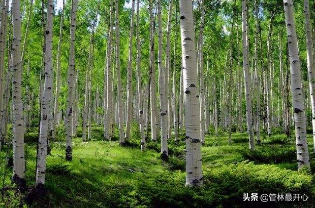 文人骚客喜欢用植物中的什么,古代文人志士喜爱哪些植物