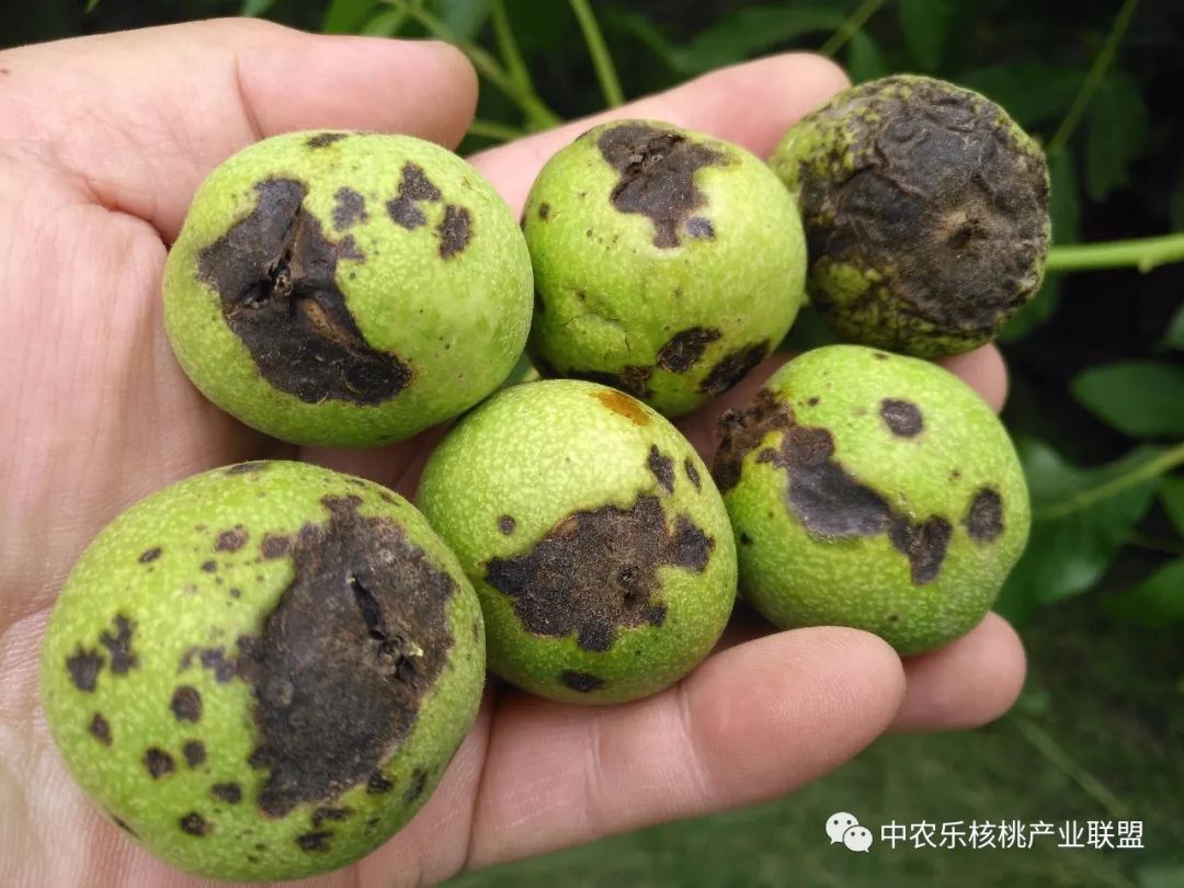 中生菌素能不能治疗核桃的黑斑病,核桃喷波尔多液后反而黑斑病多了