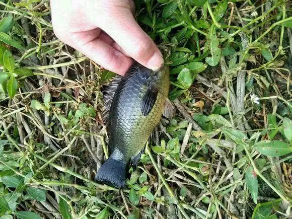 美味但少有人吃，有着强悍的“鱼生”，却被钓鱼人叫成“过街鼠”