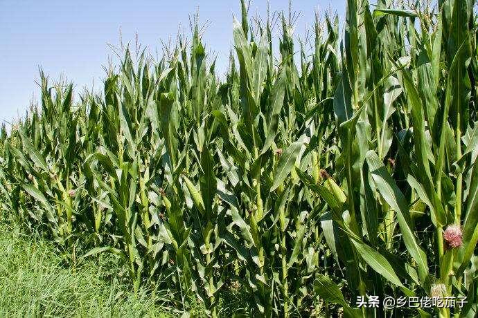 青贮玉米秸秆晒干了如何喂羊,秸秆青贮与牛羊养殖实践办法介绍