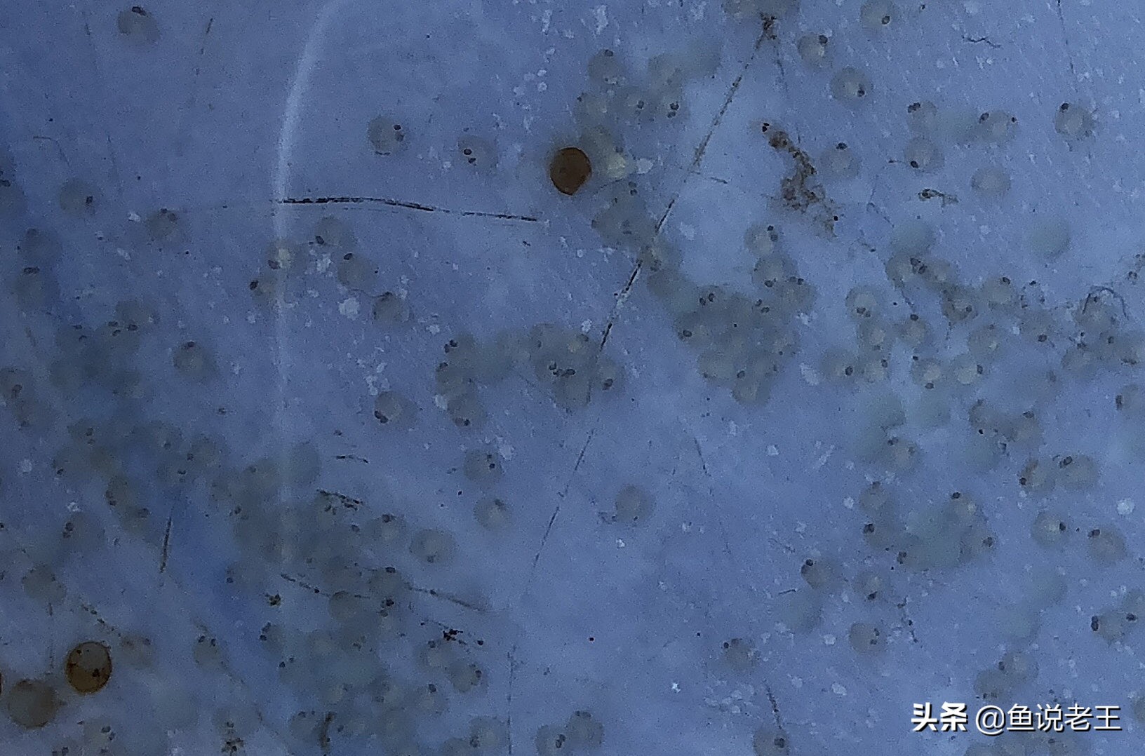 金鱼繁殖技术和饲养方法,兰寿金鱼繁殖几月份繁殖