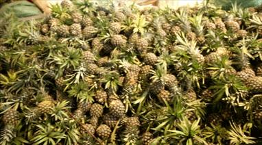 云南弥勒农产品直播卖货,弥勒农产品直播卖货