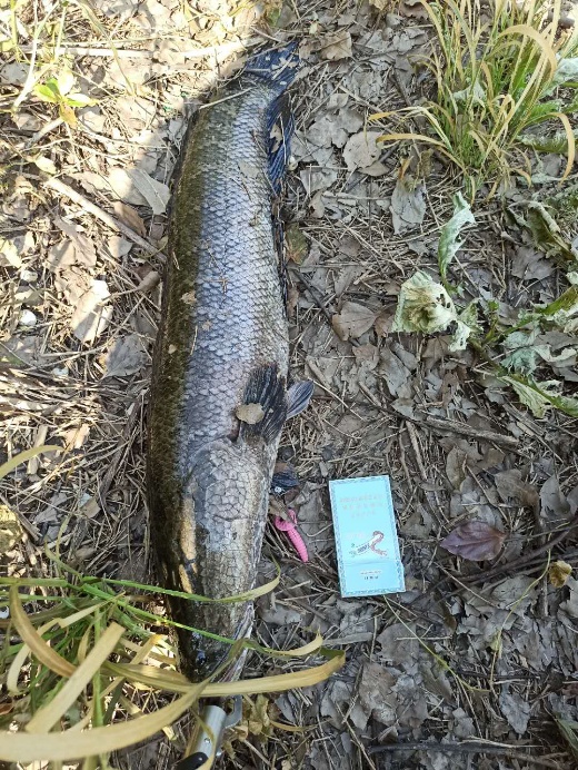 路亚入门装备推荐品牌,淡水路亚入门装备