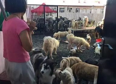 急需救助流浪狗,大量可怜的流浪狗