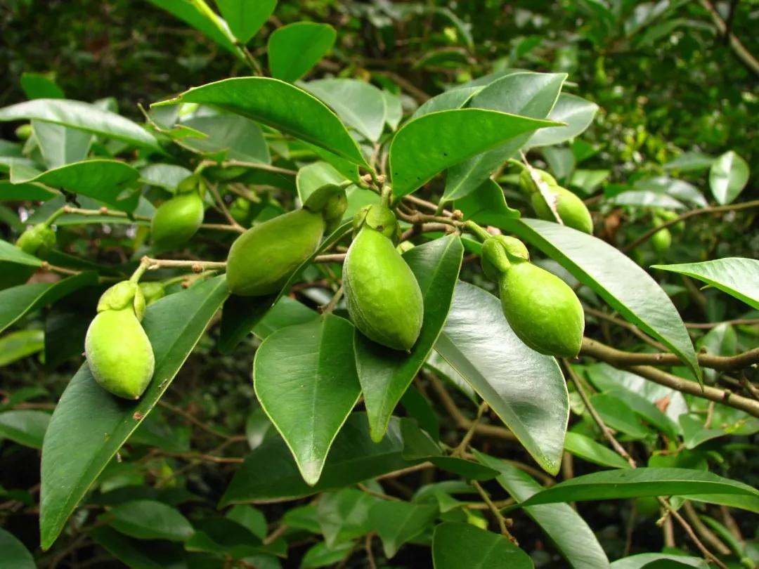 林草科普中国药用植物,林草科普