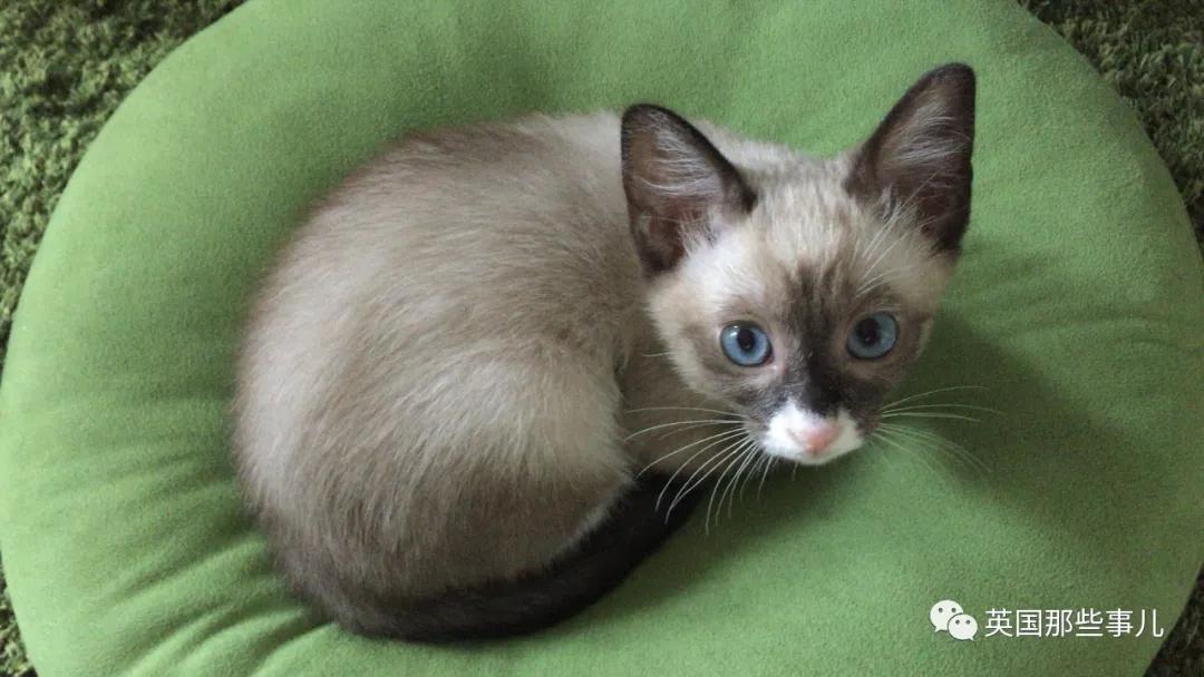 养暹罗等于养好几种猫,重庆暹罗猫变黑了还能白回来吗