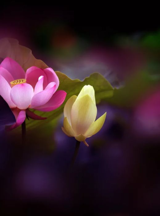 中国水墨荷花欣赏映日荷花别样红,映日荷花别样红写的是哪里的荷花