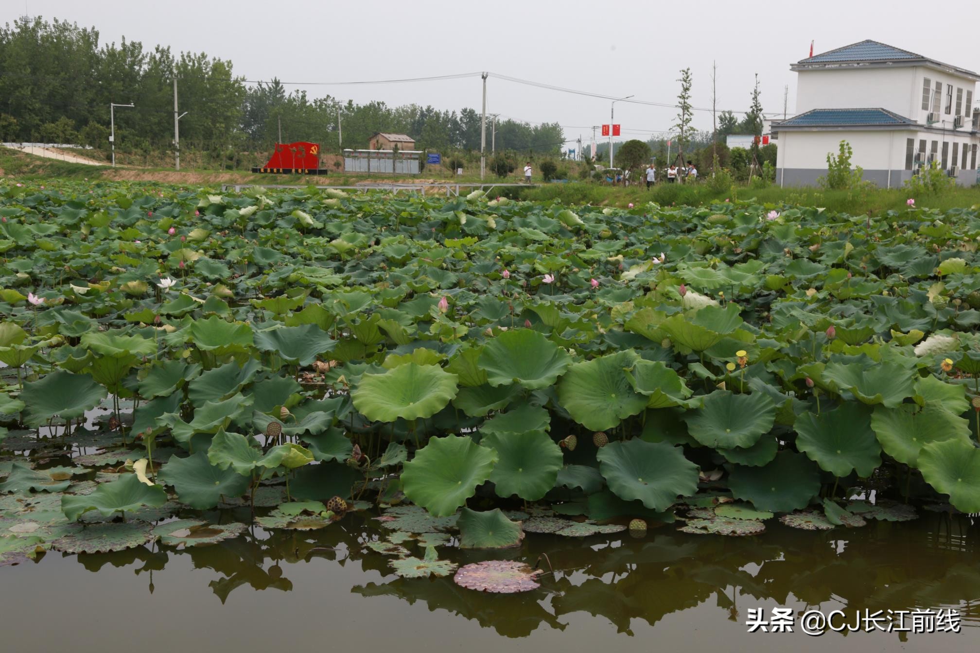 淮滨谷堆杨湾最新消息,淮滨谷堆杨湾风景