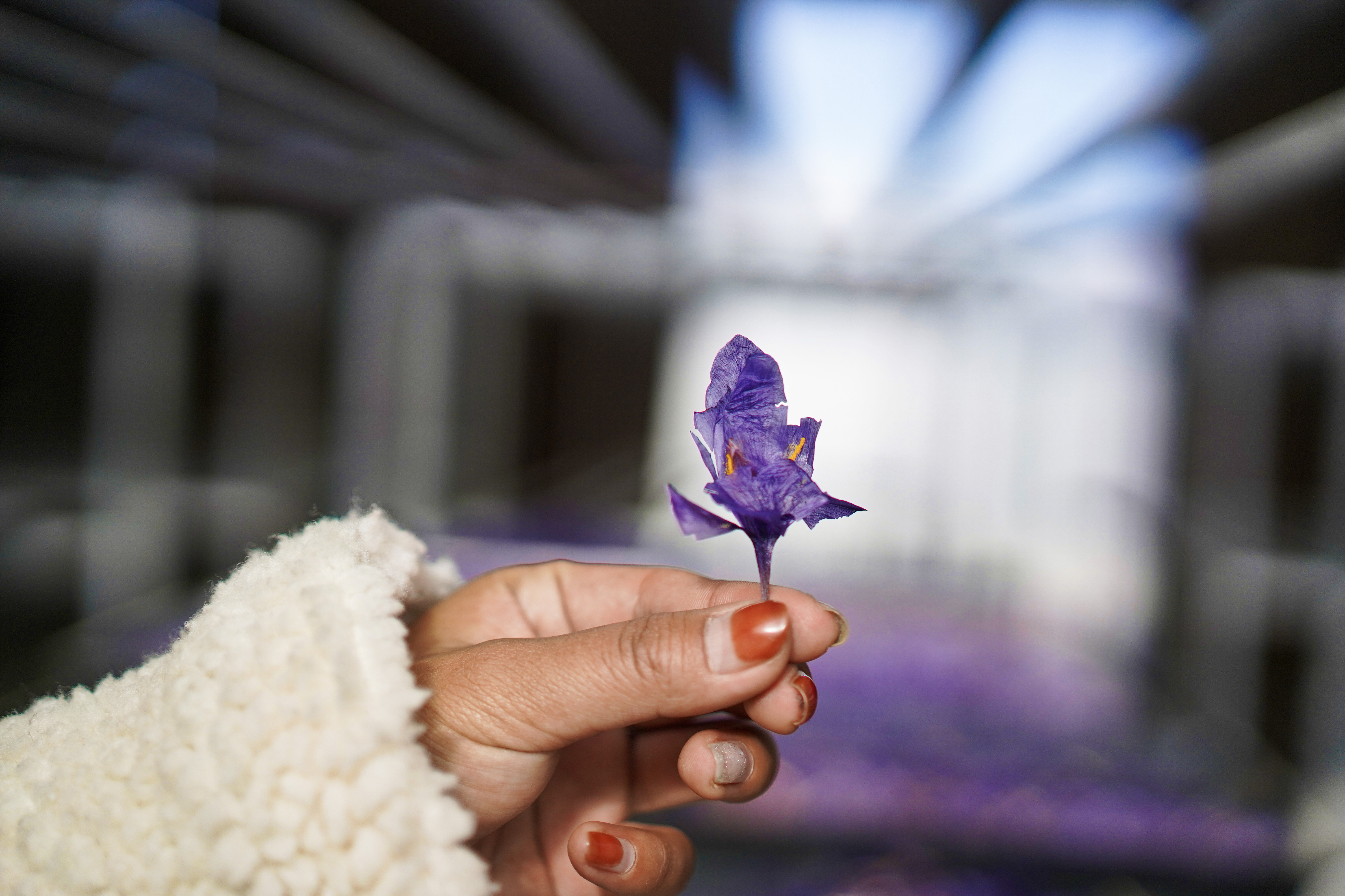 有一种植物产自伊朗和上海,却被误解为*藏西**特产,游客打飞的去买