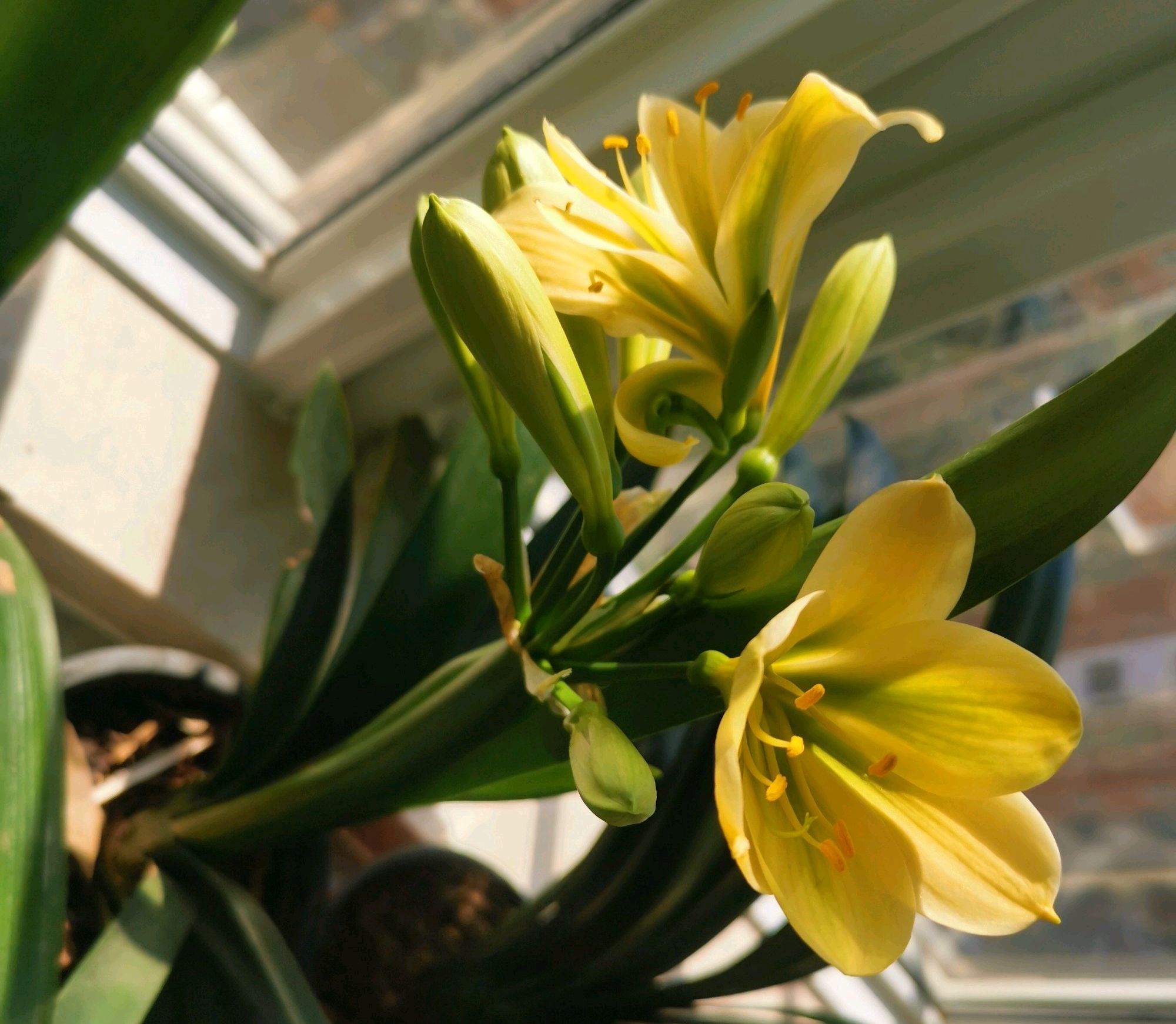 君子兰从配土到开花的五种步骤,君子兰栽培技术君子兰啥时候开花