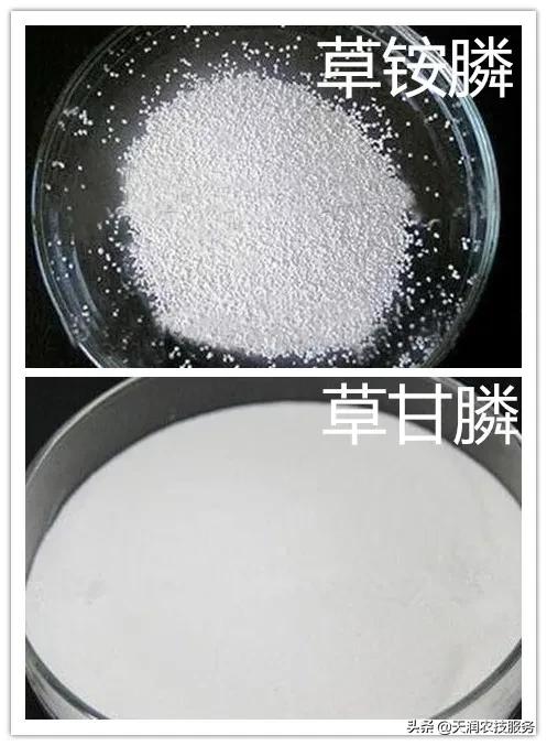 草铵膦跟草甘膦哪个除野草效果好,草甘膦和草铵膦灭大树哪个效果好