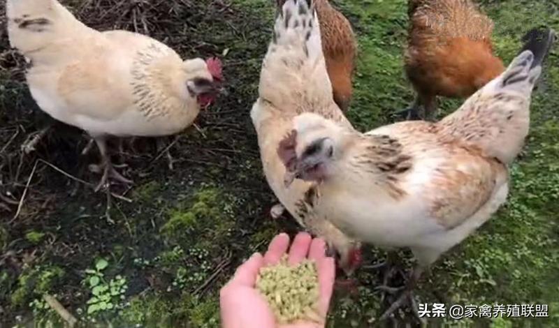 养这种“四黑鸡”3年,他快被顾客给“玩坏”了