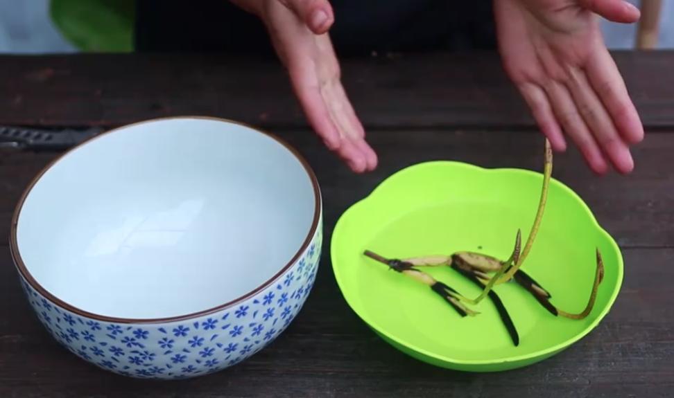 用碗莲的种子养殖多久可以开花,碗莲从种子到开花需要多长时间