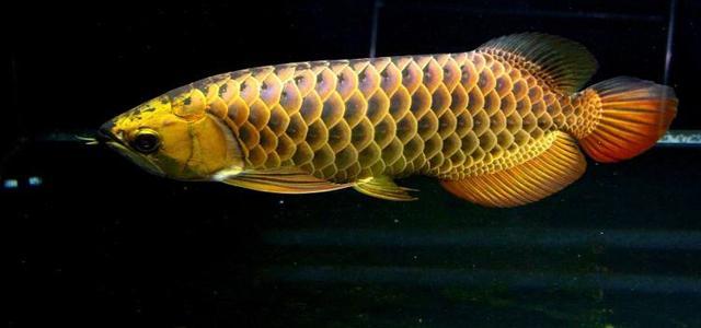 sos求救信号用眼睛表示,sos求救信号按错了没事吧