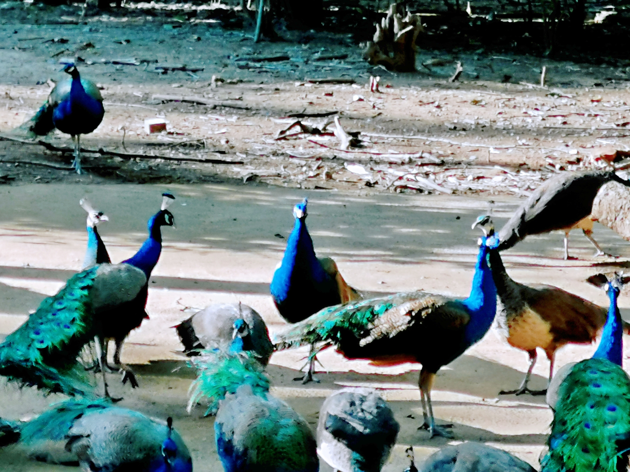 了解西双版纳的风俗和民族文化,西双版纳哈尼族特色民族文化