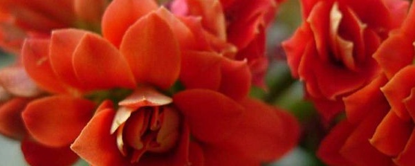 长寿花好多白粘物咋办,长寿花上的白虫子怎么治