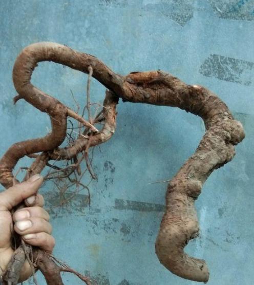 自己上山挖树根做盆景有前景吗,山上挖回来的树根怎么做成盆景