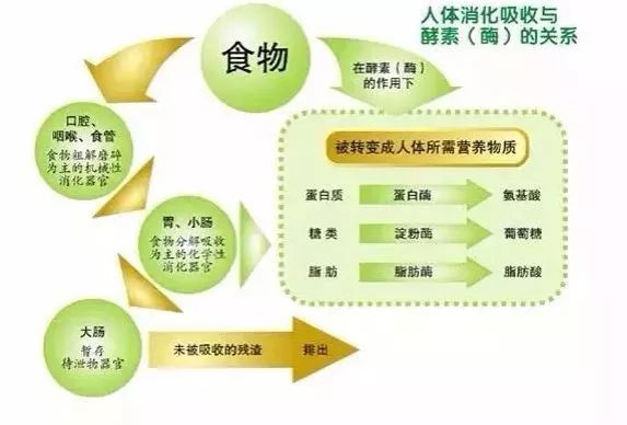 自制减肥酵素排行榜前十名,家庭自制减肥苹果酵素方法