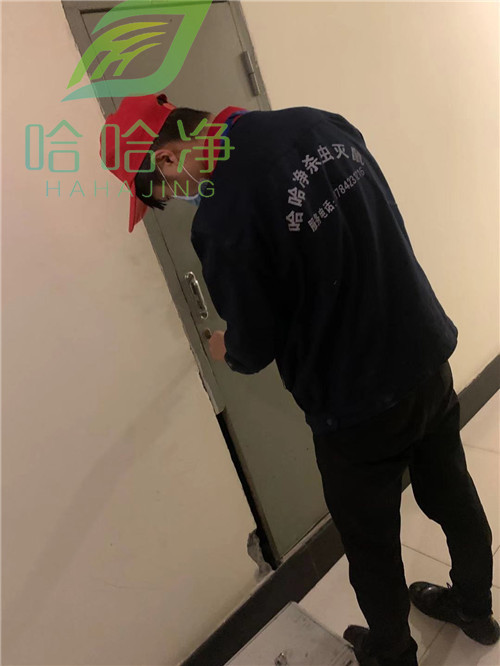 重庆灭鼠服务报价,重庆灭鼠公司哪家强