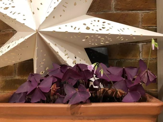 紫色幸运草的盆栽方法什么季节种,紫色幸运草块茎怎么种