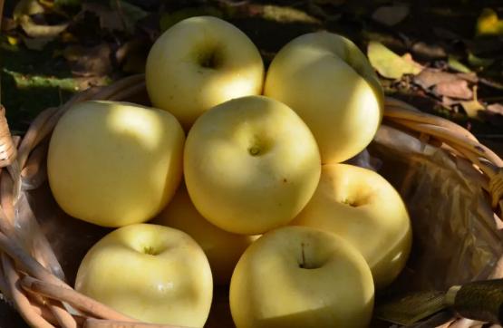 山东奶白桃,山东奶白脆苹果