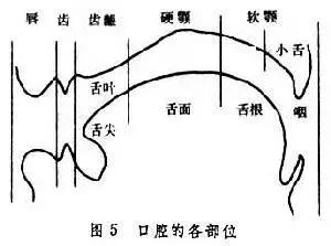 opt口肌评估,opt面部提拉