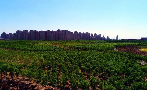 津南，一做来了就不想走的城